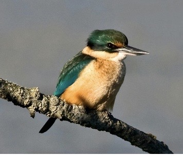 9C7708B7-9C62-40E3-B8E1-03E578664046_4_5005_c Kingfisher