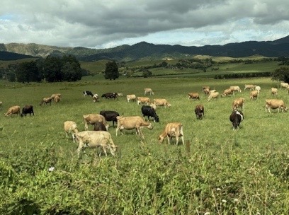 CECB05AA-95ED-422F-83A0-871A94B47559_4_5005_c Sheep in NZ