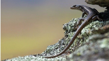 DCA88DCF-B974-48B3-A7F9-AF99E698D034_4_5005_c Lizard